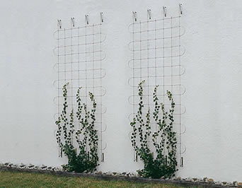 Zwei kleine grünende Fassaden mit quadratischen Mustern werden benutzt, um Kletterpflanzen anzuregen.