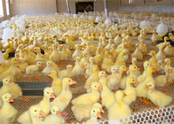 Verschleißfestigkeits-schützen sich Plastikgeflügel-Filetarbeit für die Hühnerenten-Fütterung und Tier