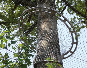 Die Verbindung zwischen der Vogelhausfiletarbeit und einem hohen Baum ist ein dichtes Netz, das effektiv Vögel am Fliegen heraus verhindert.